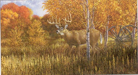 whitetail.jpg